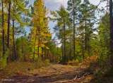 В Нижегородской области объявлен четвертый класс пожароопасности лесов